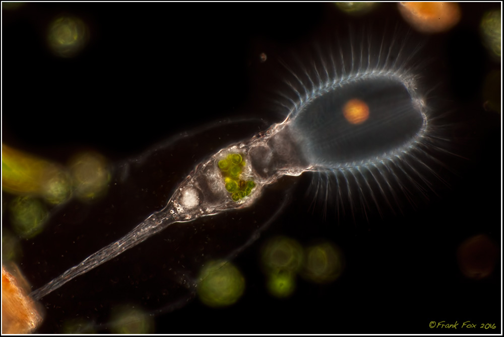 Stephanoceros fimbriatus (Fransenkrone) Mikrofotografie und